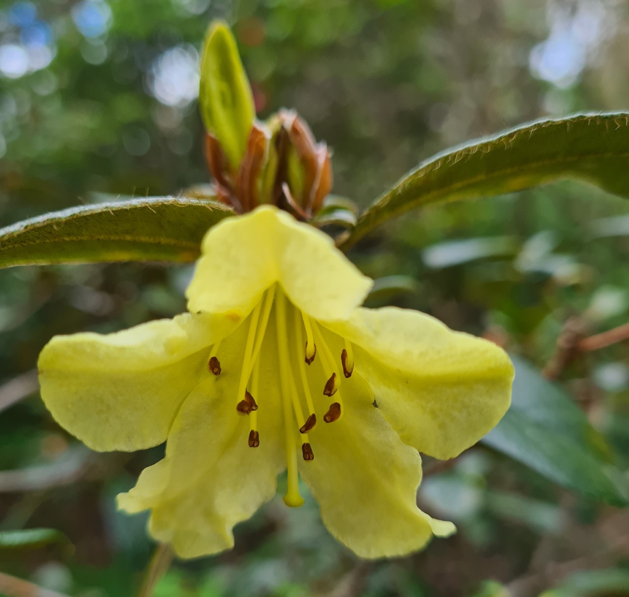 R. burmanicum